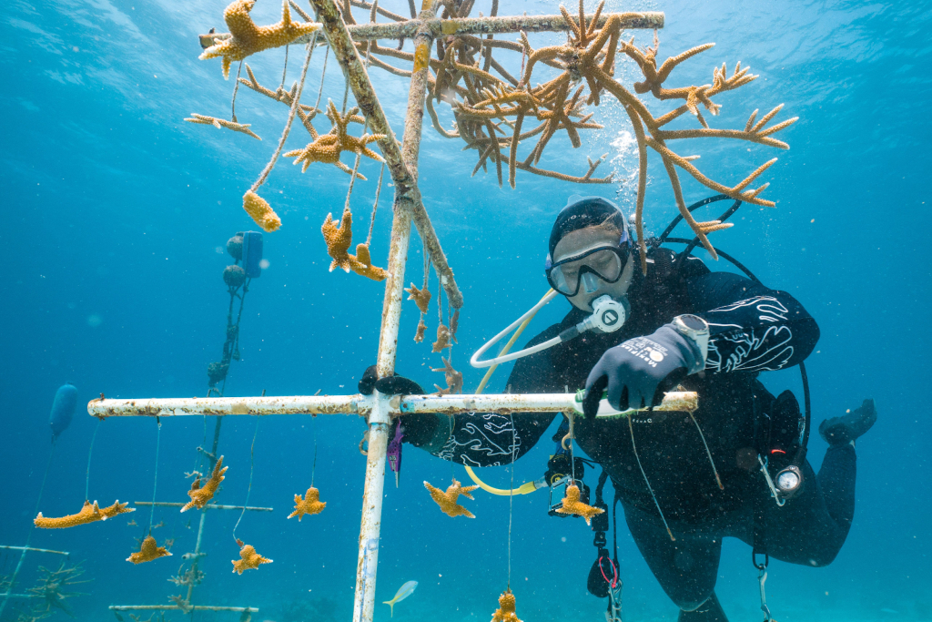 潜水员在水下处理珊瑚