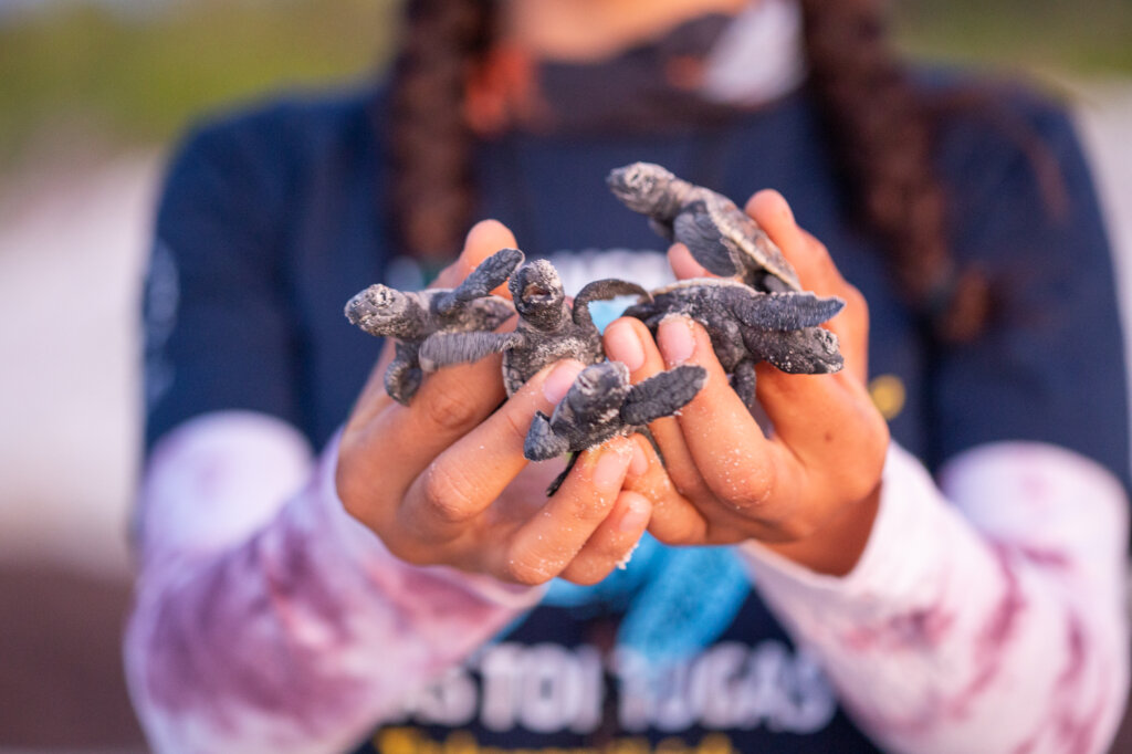 帮助拯救尤卡坦岛的50万只海龟幼仔