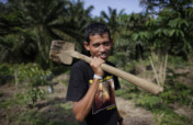 在印度尼西亚的苏门答腊重新种植雨林