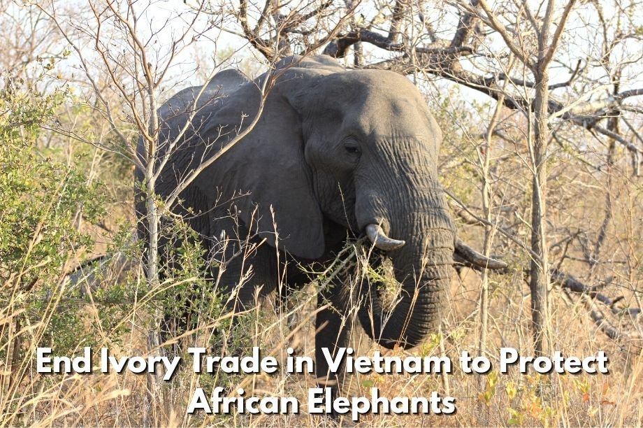 停止为越南象牙贸易杀害大象