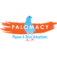 Palomacy鸽子和鸽子收养