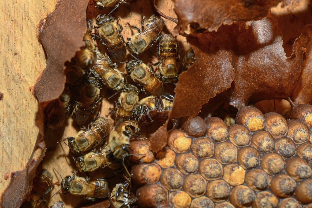 黄色和棕色的特写镜头无刺蜜蜂巢内挤在一起。