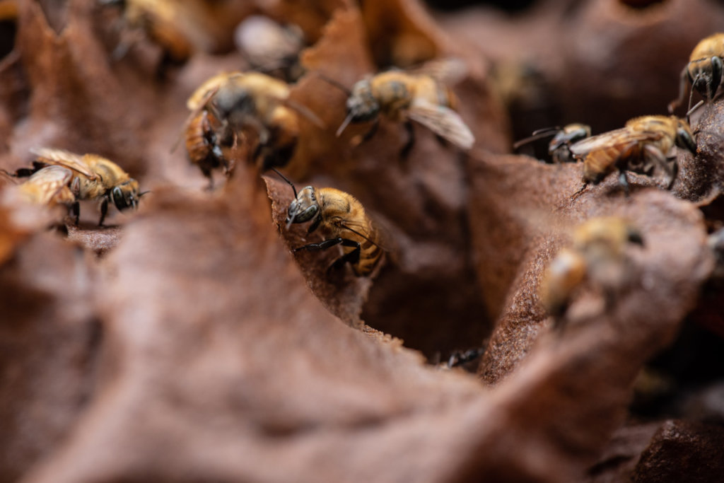 一个黄色和棕色无刺的蜜蜂在一个棕色的蜂巢的中心焦点。其他无刺的蜜蜂是集中在后台