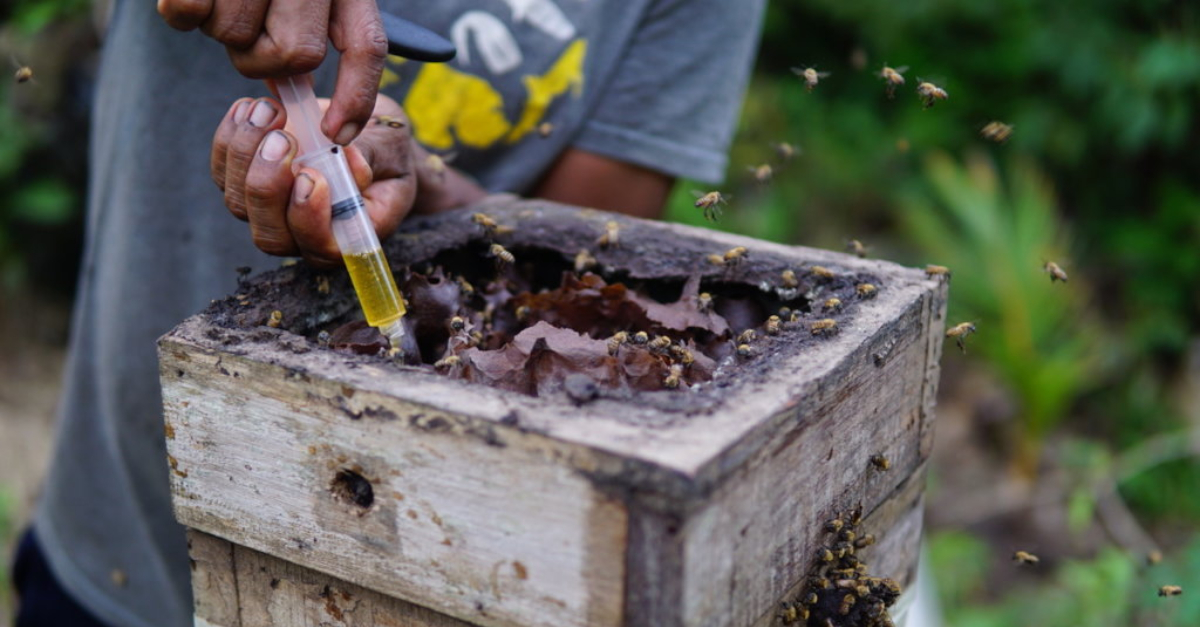 一名身穿灰色t恤的男子从蜂箱中提取蜂蜜。蜜蜂在前景的蜂巢周围飞来飞去。