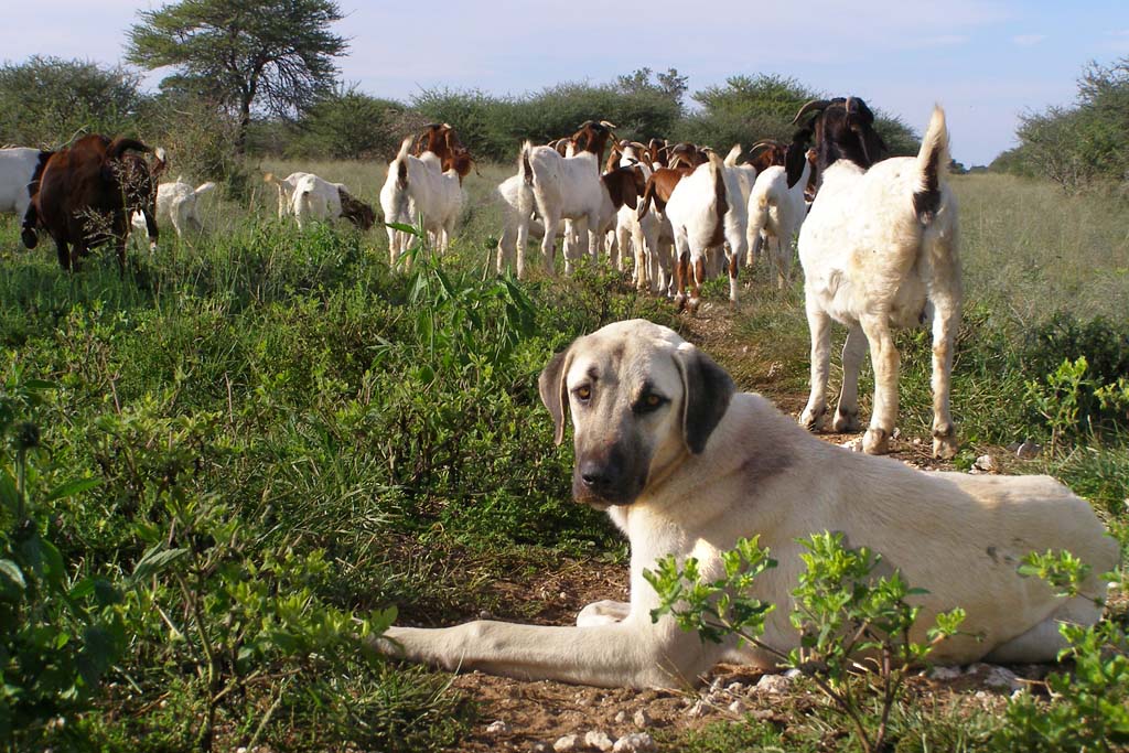 狗躺在地里看守一群山羊。有工作的狗通过保护山羊来保护猎豹