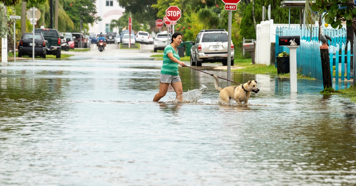 佛罗里达州基韦斯特，一名男子在涨潮时牵着狗穿过洪水。