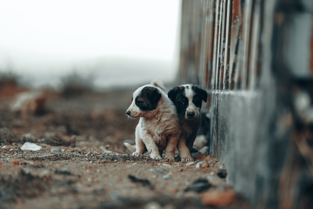 在一条肮脏的街道上，两只小狗靠墙站在一起