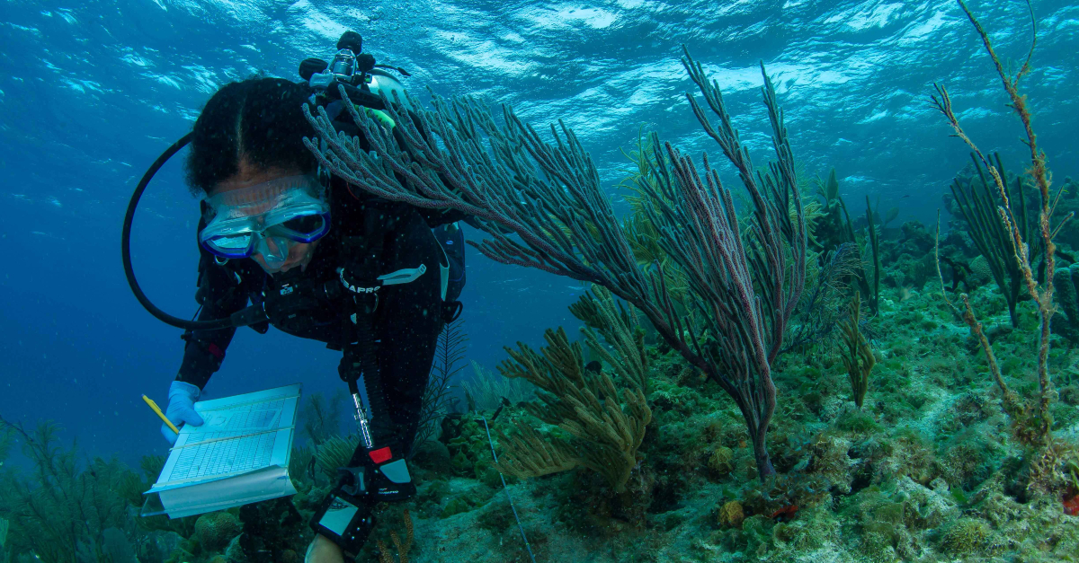 潜水员勘测水下生态系统