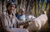津巴布韦300个孤儿家庭的牲畜