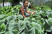 在洪都拉斯种植100吨所需食物的种子