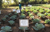 在海地为农业生产有机堆肥