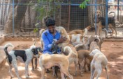 拯救，爱，拯救-1000个受苦的动物。印度