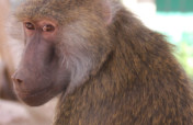 帮助救猴子在亚利桑那州