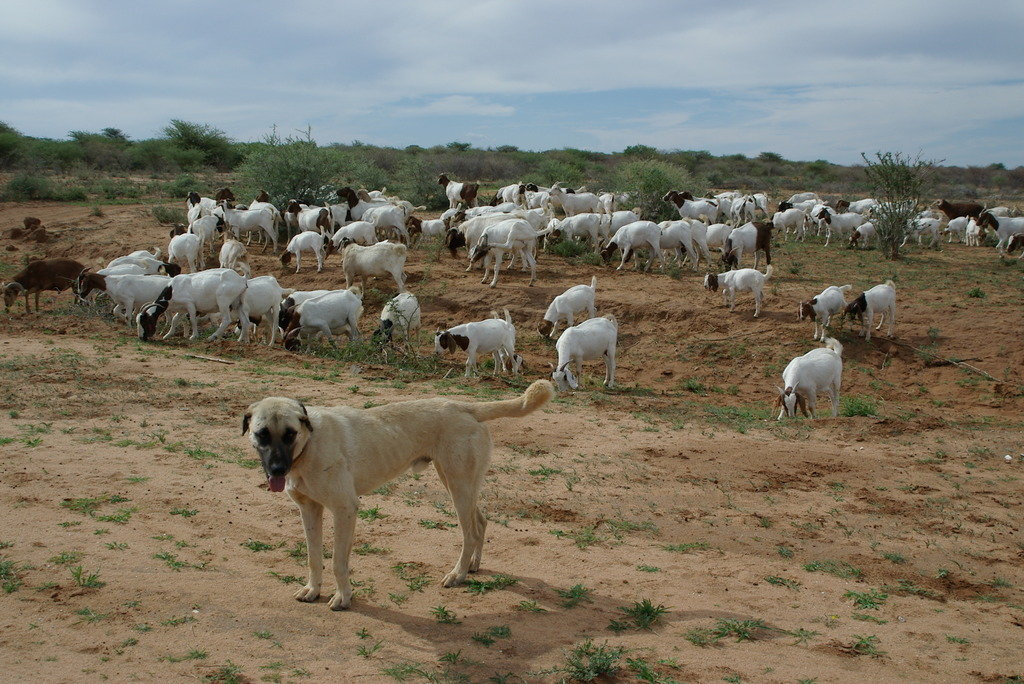 牲畜看守犬与山羊