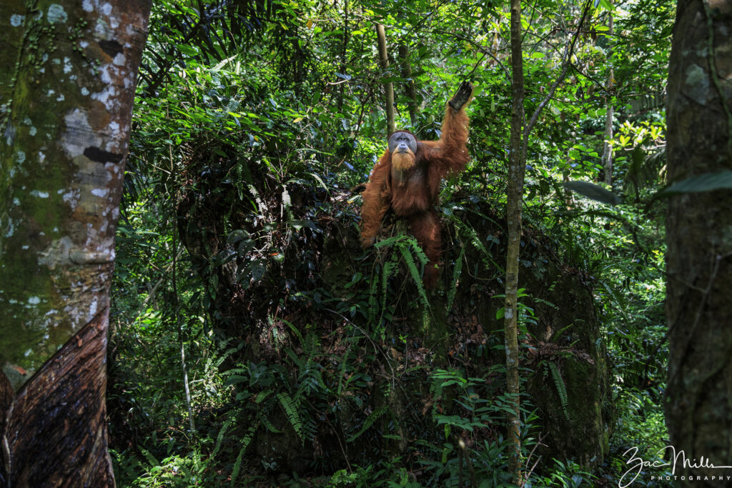 为猩猩保护完整的雨林