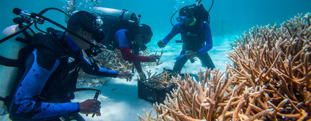 珊瑚应对气候:恢复有韧性的珊瑚礁