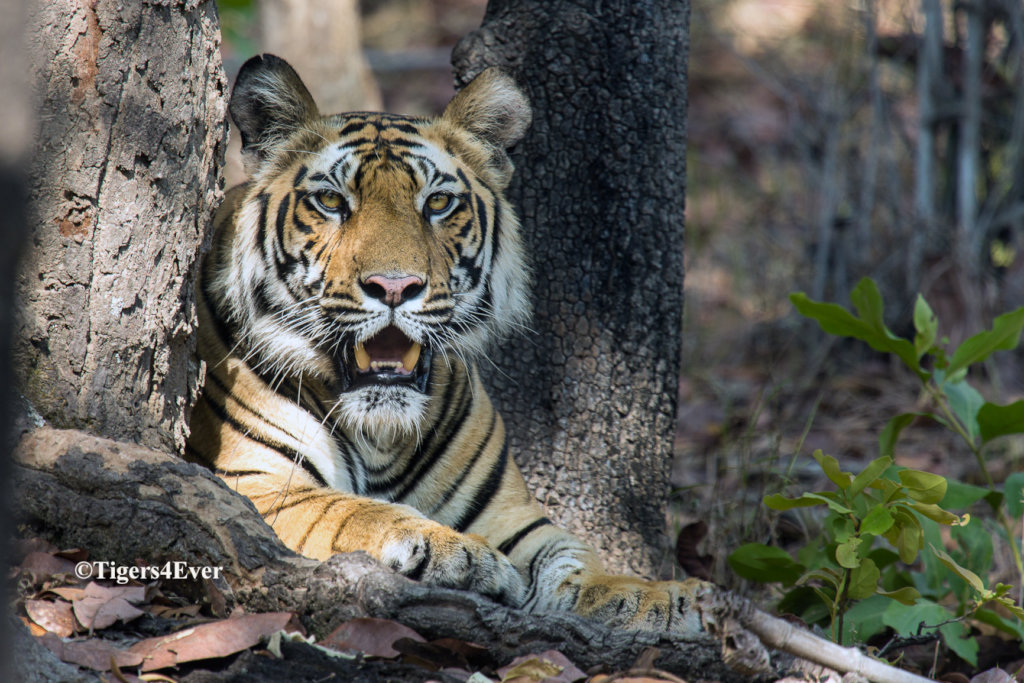 保护班德哈格尔的老虎免受偷猎者侵害