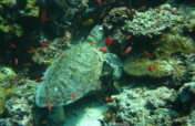 保护马来西亚珊瑚礁