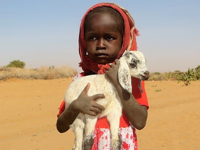山羊拯救儿童的生命