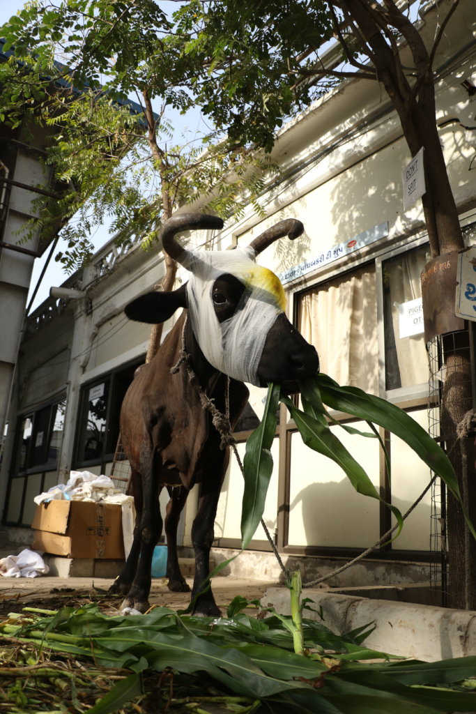 在古吉拉特邦拯救无家可归的奶牛。