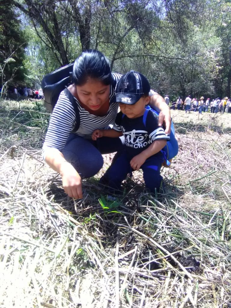 教恰帕斯的孩子们如何种植森林