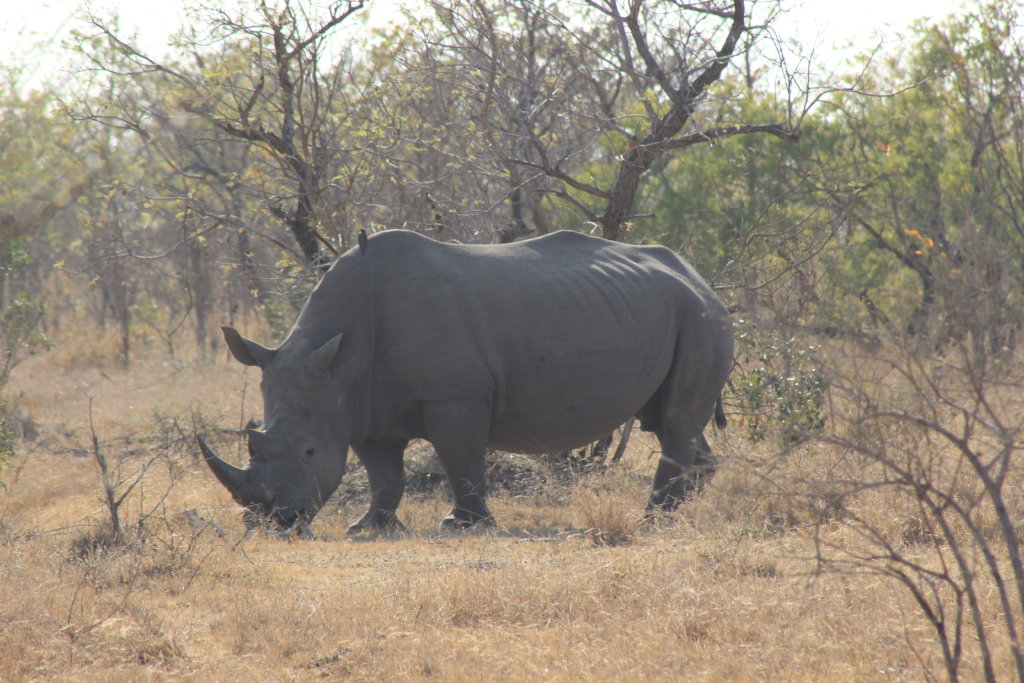 南非野生犀牛