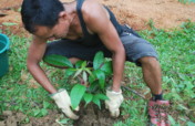 为粮食和生物多样性改善而种树