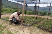 在卢旺达北部种植4万棵树