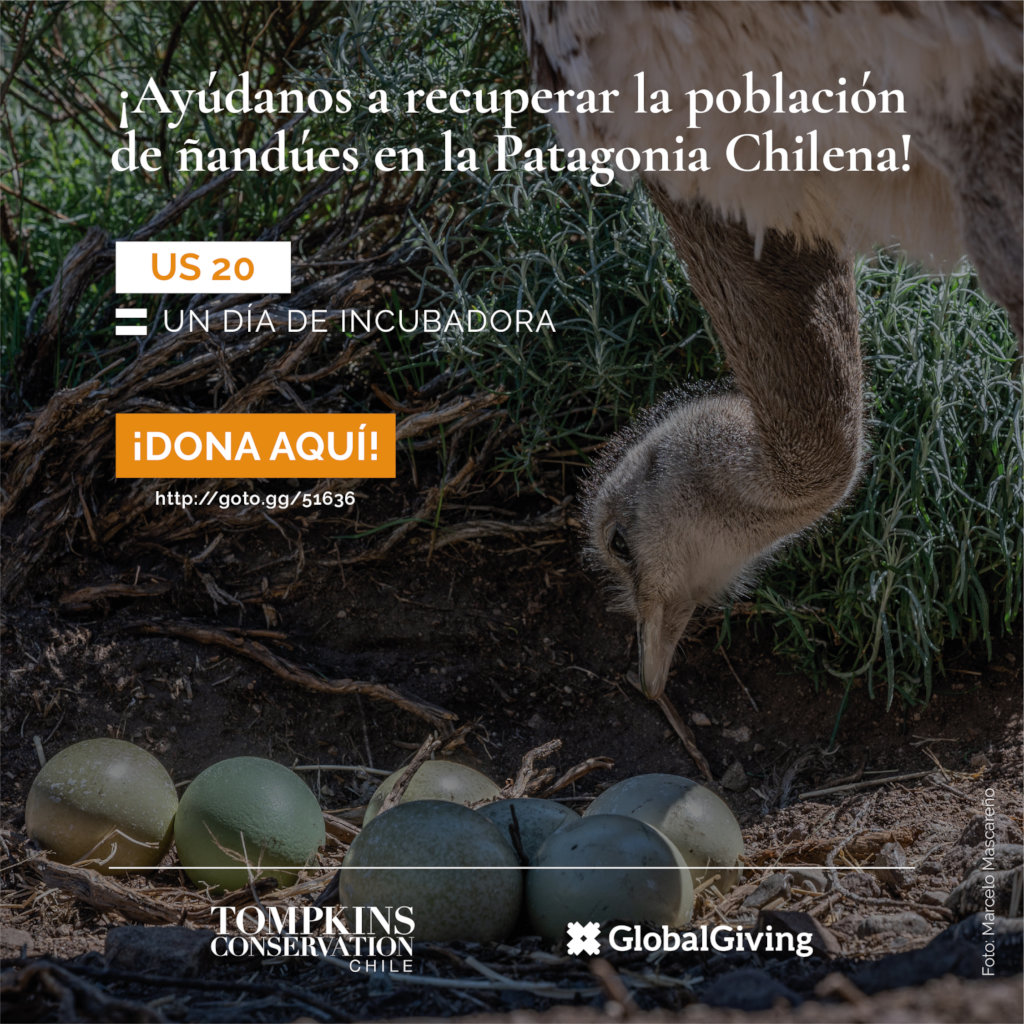 帮助恢复智利巴塔哥尼亚的美洲豹种群