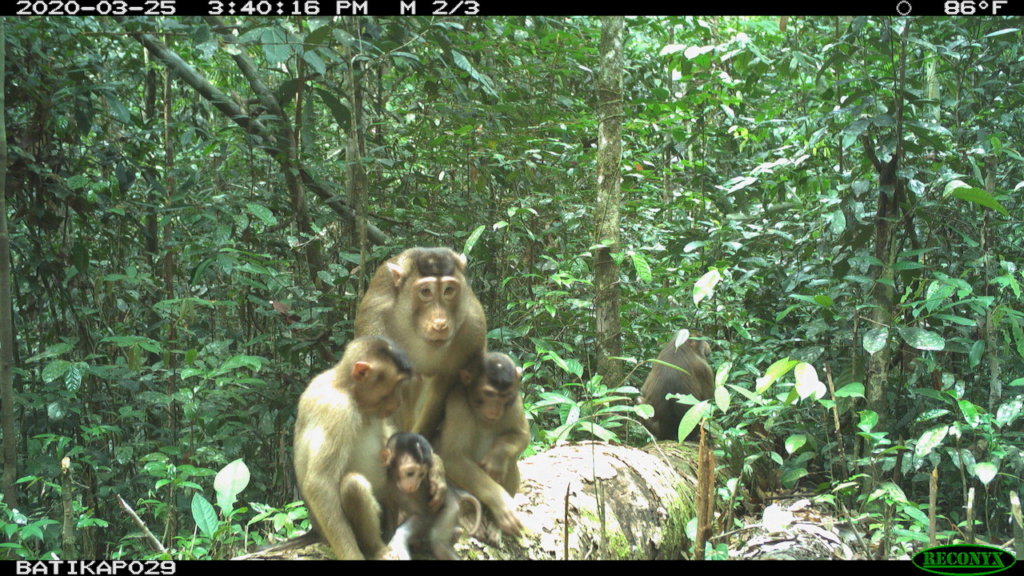 帮助监视和保护婆罗洲的猩猩