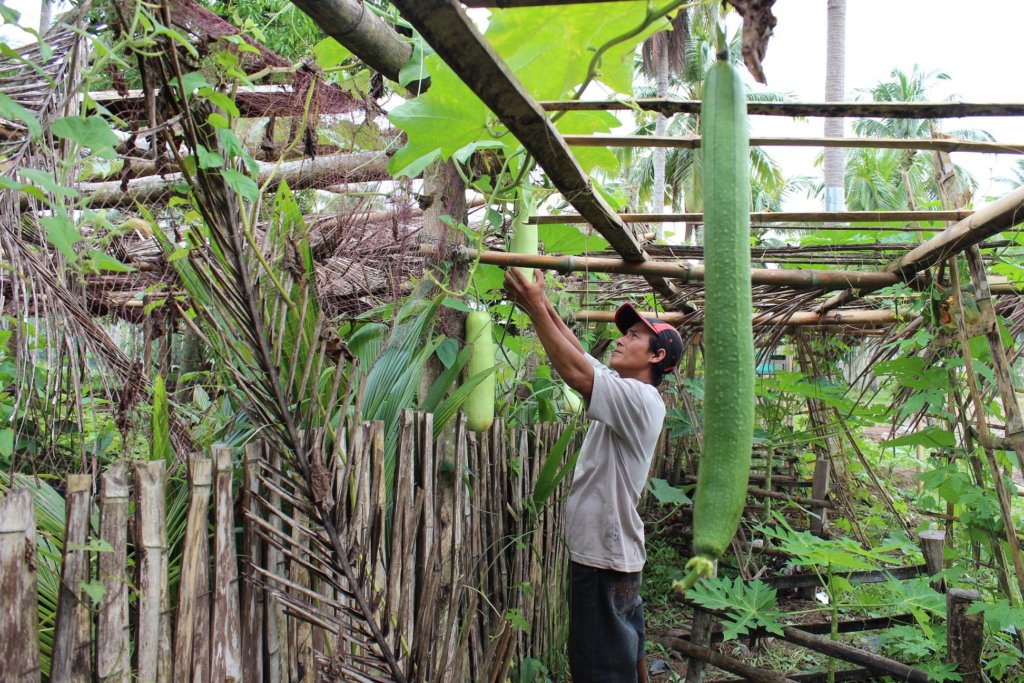 棉兰老岛卫生和粮食安全项目