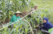 印度尼西亚通过有机农业保障粮食安全