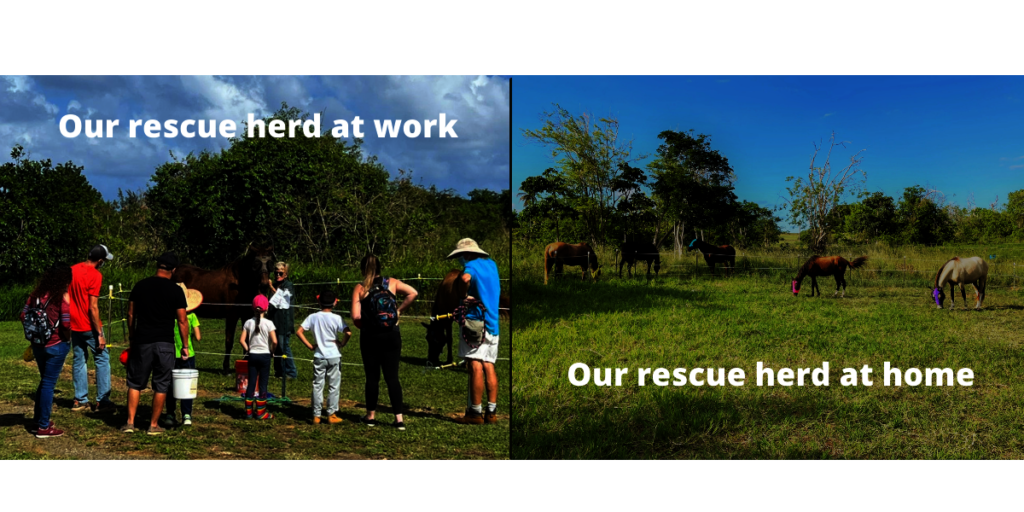 苏pport 5 Rescued Horses Who Help People in Need
