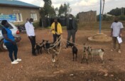 卢旺达Burega村的山羊养殖项目