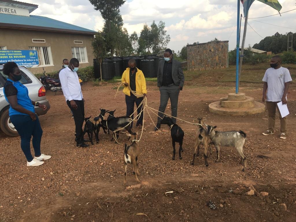 卢旺达Burega村的山羊养殖项目