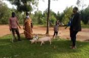 卢旺达鲁林多200户贫困家庭的牲畜