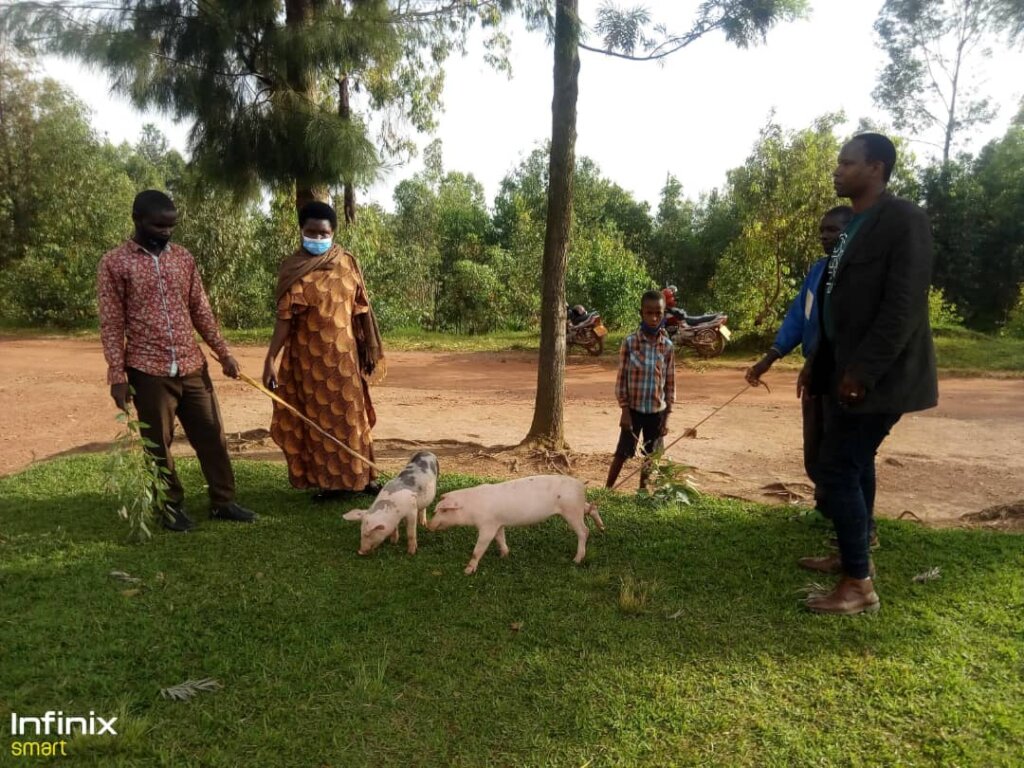 为卢旺达鲁林多200户贫困家庭提供牲畜