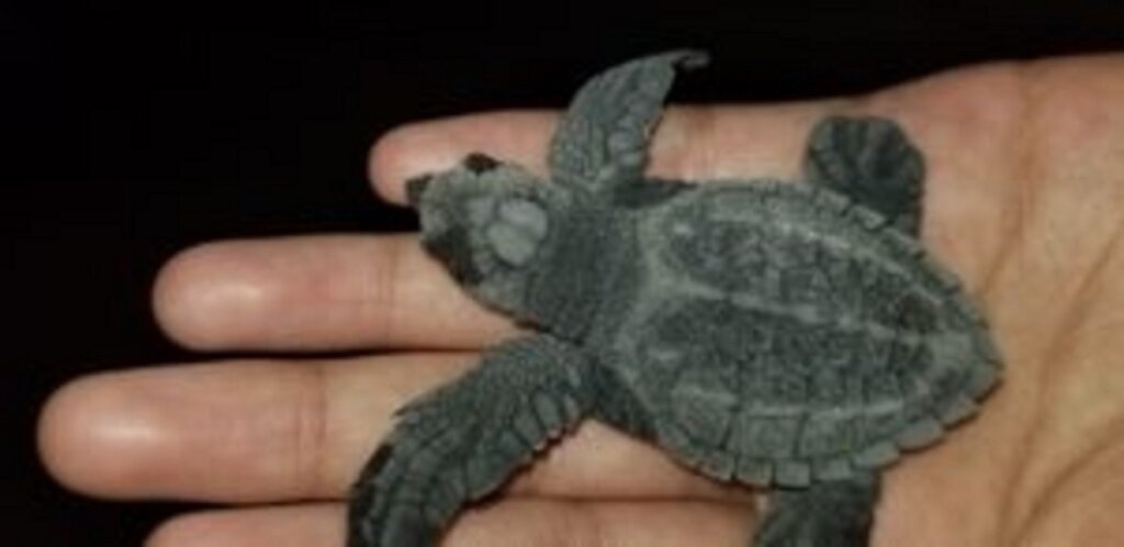 萨尔瓦多拯救海龟-拉帕拉帕项目