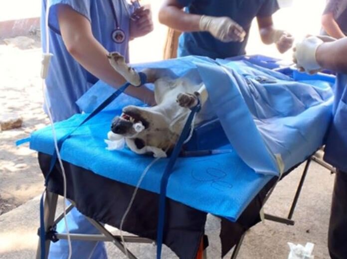 支持尼加拉瓜关键的兽医服务