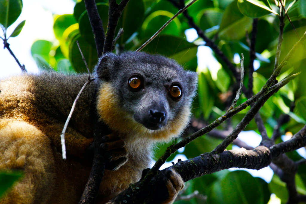 马达加斯加生物多样性受到威胁