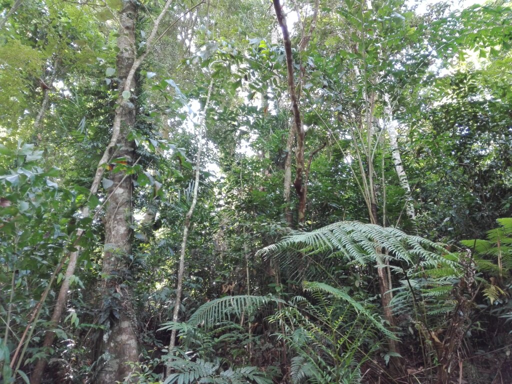 在斯里兰卡拯救一片5英亩的热带雨林