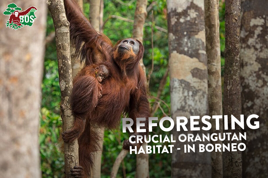重新造林在婆罗洲猩猩的重要栖息地
