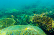 帮助重建墨西哥湾堡礁