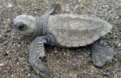 海龟保育及环境教育