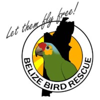 伯利兹鸟类救援